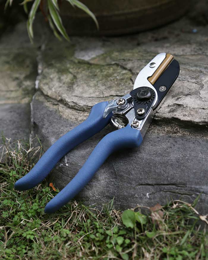 When is the best time to prune electric fruit tree shears?